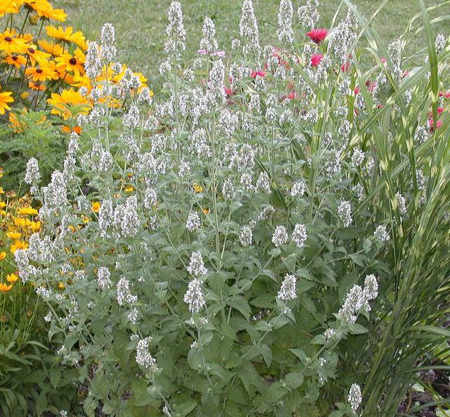 Nepeta catarica/Catnip Herbs and Veges Shop Online