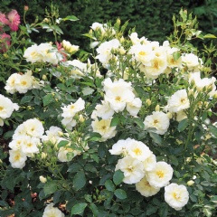 Groundcover Rose White Flower Carpet Roses Shop Online