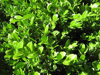 Buxux microphylla