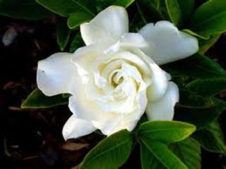 Gardenia Veitchii 8l Fragrant Shop Online
