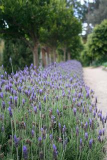 Lavender dentata 'Monet' 