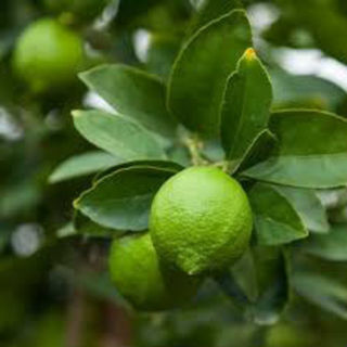 Lime Bearrs - Cutting grown