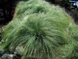 Carex comans 'Green'