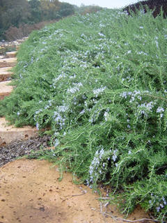 Rosmarinus prostrata