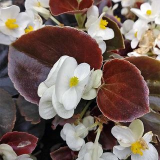 Begonia Semperflorens 