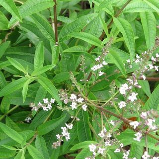 Lemon Verbena