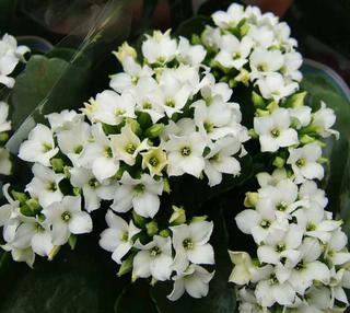 Kalanchoe blossfeldiana