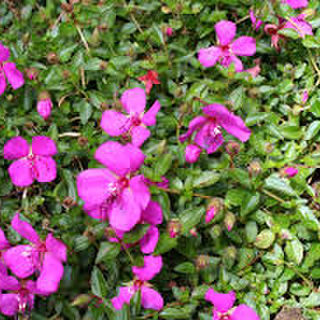 Heterocentron elegans - Spanish Shawl