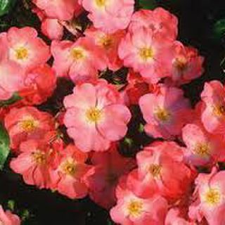 Groundcover rose 'Coral'