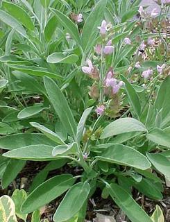Salvia officinalis/Common Sage