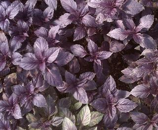 Basil 'Dark Opal'