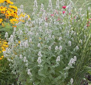 Nepeta catarica/Catnip