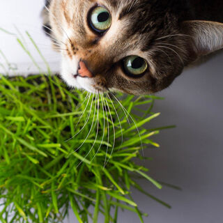 Catgrass