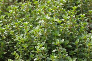 Thymus nummeralis 'Pizza'/Pizza Thyme