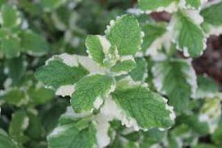 Apple Mint Variegated