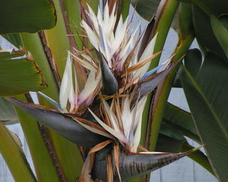 Strelitzia nicolai/Giant Bird of Paradise