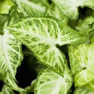 Syngonium podophyllum 