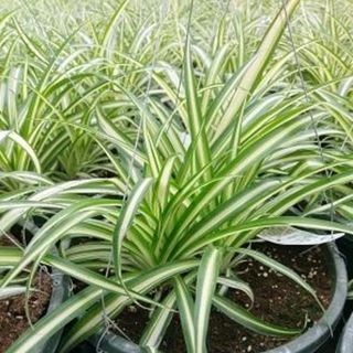 Chlorophytum comosum