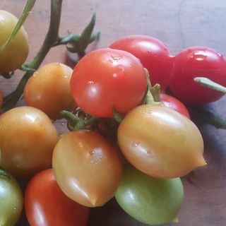 Tomato 'Principe Borghese'