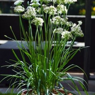 Garlic Chives