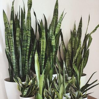 Sansevieria