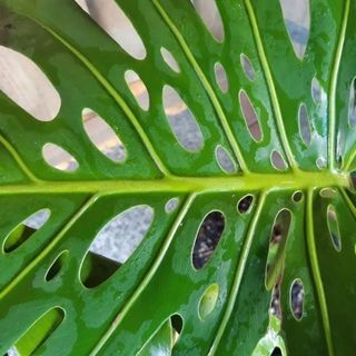 Monstera deliciosa