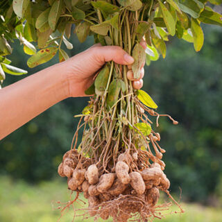 Peanut Plant - Arachis hypogaea