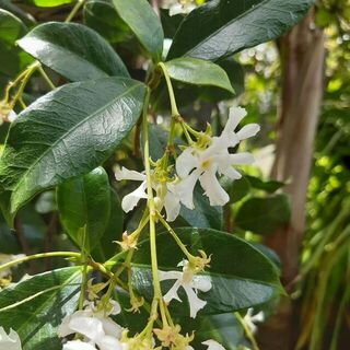 Trachelospermum jasminoides (Star Jasmine)