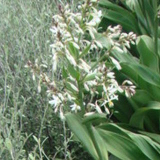 Arthropodium bifurcatum 'Matapouri Bay'