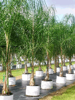 Queen Palm 100 Litre Palms Online Queen Palm 100 Litre