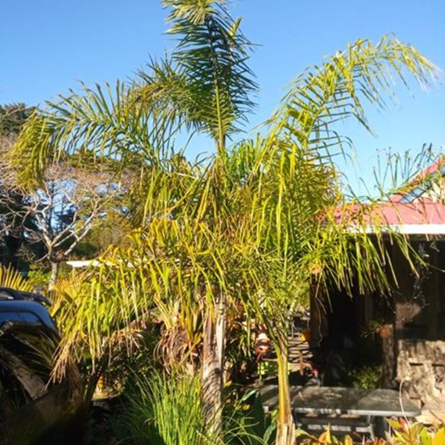 Syagrus Romanzoffiana Palms Shop Online