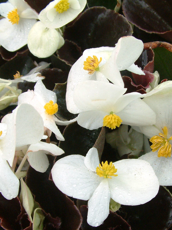 Begonia Vision White Bedding Plants Shop Online
