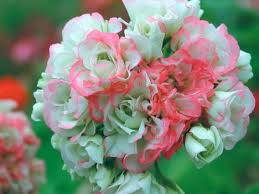 Pelargonium zonale 'Appleblossom Rosebud'