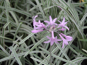 Tulbaghia violacea