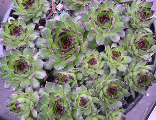 Sempervivum ssp.