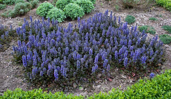 Bildergebnis für ajuga reptans