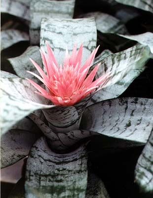 Achmea fascinata/Silver Vase - Bromeliads - Shop Online