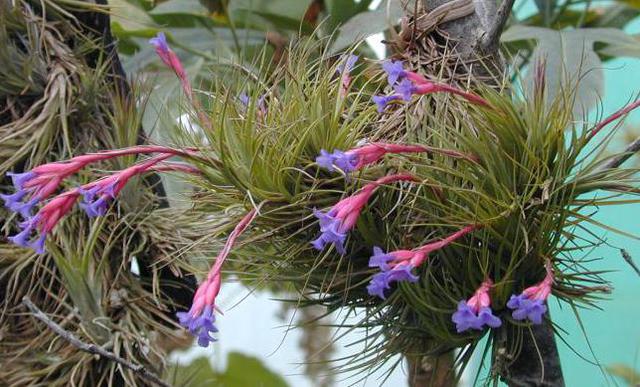 Tillandsia tenuifolia