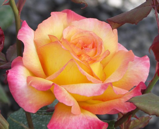 Rose 'Sunline'