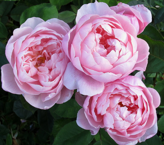 Rose 'The Alnwick Rose' English Roses Shop Online