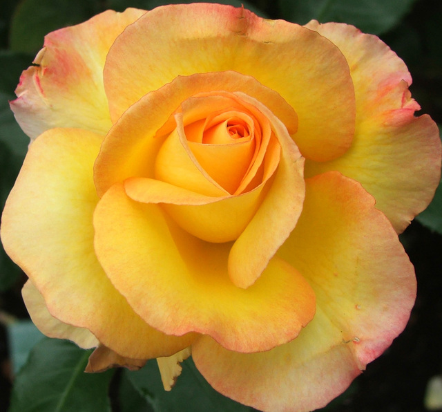 Rose 'Solitaire' New Zealand Roses Shop Online