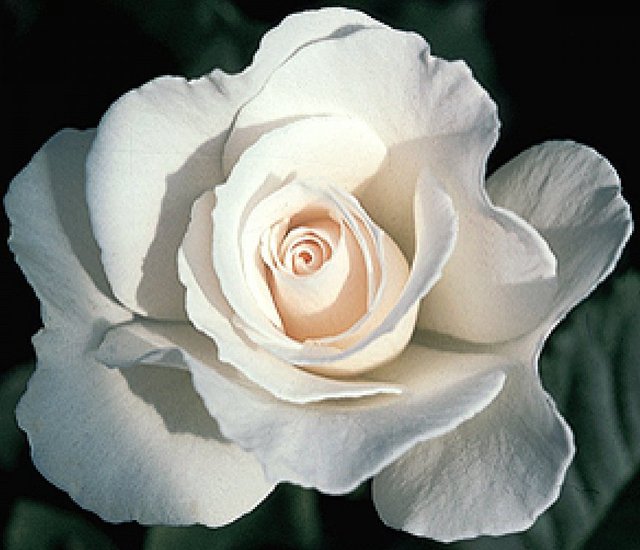 Rose 'Margaret Merril' English Roses Shop Online