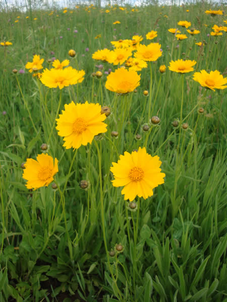 Coreopsis lanceolata - Bedding Plants - Shop Online