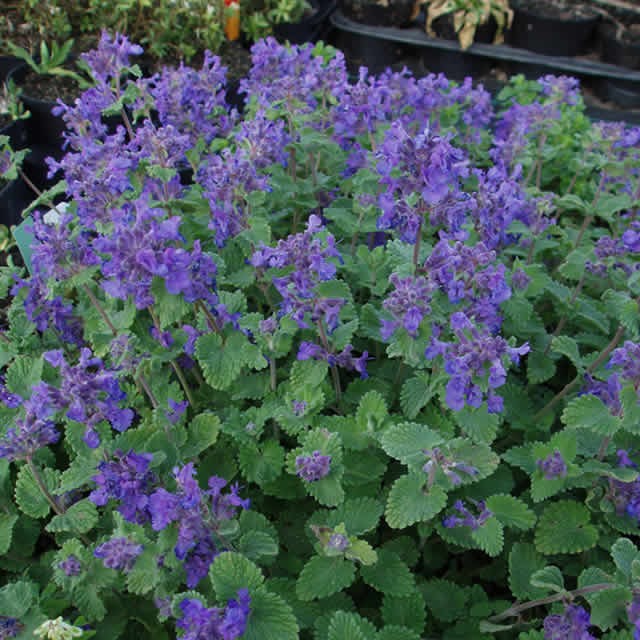 Nepeta Mussinii/Catmint Herbs and Veges Shop Online