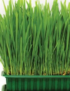 cat_grass.jpg (244×317)