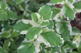 Apple Mint Variegated