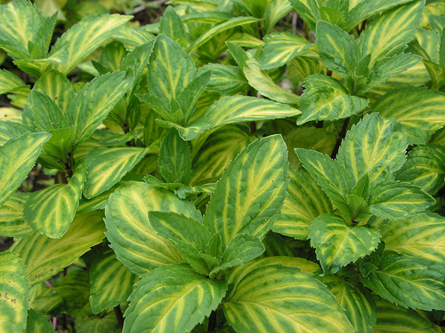 Variegated Ginger Mint Herbs And Veges Shop Online