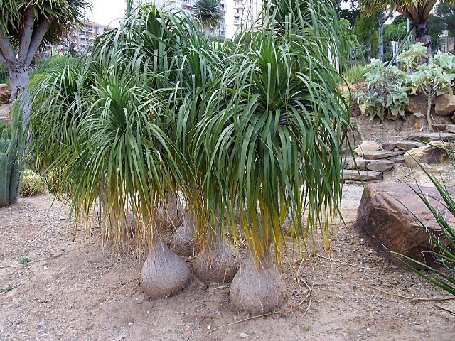 Beaucarnea recurvata/Ponytail Palm 