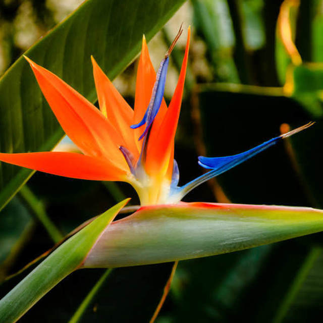 Plant Rescue NZ l Strelitzia Reginae Bird of Paradise