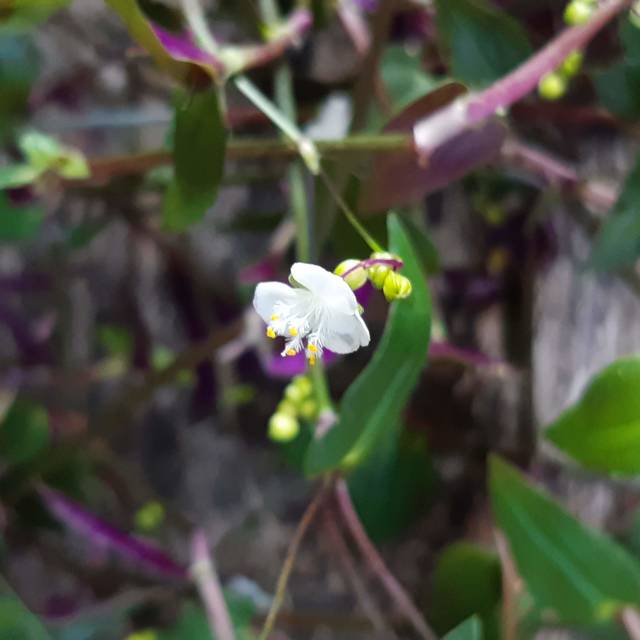 Tahitian Bridal Veil Plant Gibasis Geniculata Gifts For Him N Her Shop Online